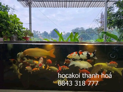 Cảnh quan cafe koi đẹp Thanh Hoá, Thiết kế cảnh quan Thanh hoá 1