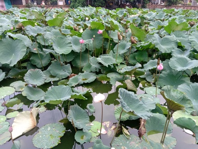 Chính chủ cho thuê Căn hộ dịch vụ 2N1K 65m2 tại ngõ 141 Phố Trích Sài, Tây Hồ, Hà Nội. 15