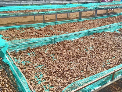 Đừng Bị Giá Rẻ Đánh Lừa   Cà Phê Giả Đang Hủy Danh Tiếng Của Bạn 4