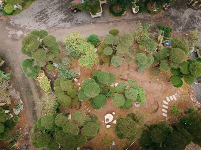 Triển lãm cây cảnh nghệ thuật - Thiên Linh Kỳ Viên 1