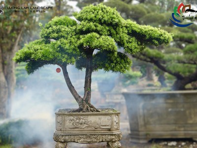 Triển lãm cây cảnh nghệ thuật - Thiên Linh Kỳ Viên 3
