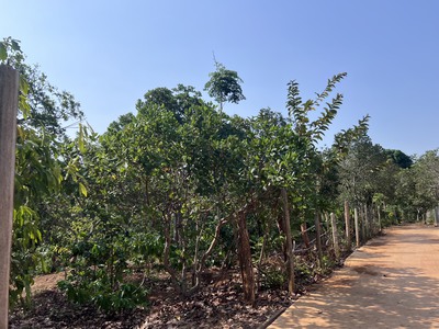  bán lô đất 1.7ha ea kao - buôn m athuột   chỉ 450tr/sào   4