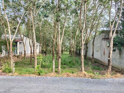 Bán 1000m2 đất thổ cư đường nhuận đức- giá 5ty5 1