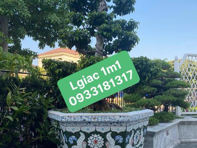 Cơ sở chậu hoa Thế Sơn - chậu hoa dán sành sứ - chậu khảm sành - cẩn miễng 5
