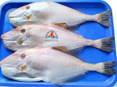Cá bò da 0