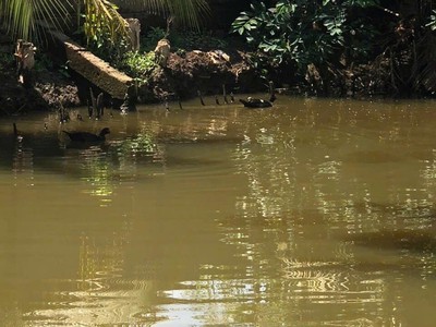 Siêu phẩm đất vườn long thuận   long phước, thủ đức 1