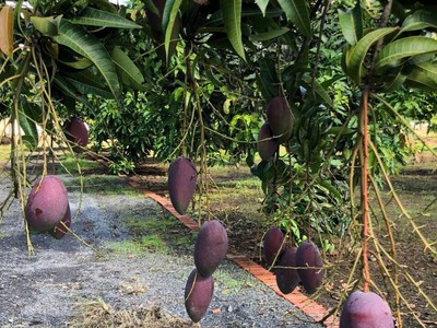 Siêu phẩm đất vườn long thuận   long phước, thủ đức 2