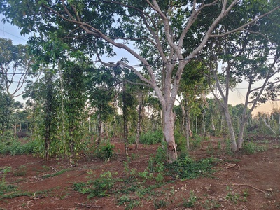  siêu phẩm đất bazan 1,3ha   cách ql14 chỉ 400m   giá chỉ 650tr/sào  1