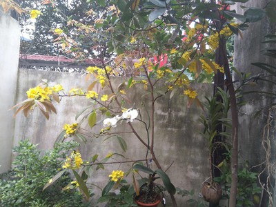 Cho thuê nhà cấp 4- Phương Lưu 2 3