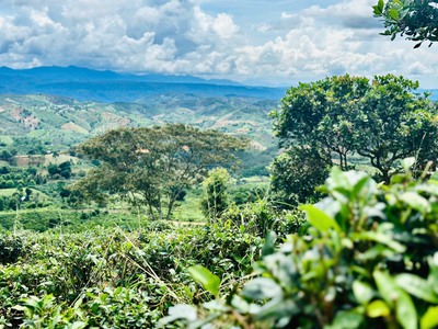 550 triệu sỏ hữa 1 sào đất tại lộc bắc - view nghĩ dưỡng siêu đẹp 4