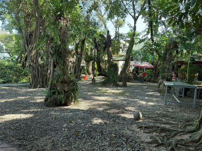 Quán cafe view vườn cổ thụ 1100m2, mt đường nguyễn chí thanh,trung tâm dương đông 1