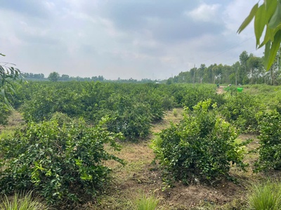 17200m2 đất vườn xã Tân Hòa, Bến Lức , Long An giá 24,1 tỷ 5
