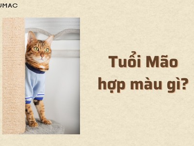 Sự kết hợp HOÀN HẢO của tuổi Mão và màu sắc 0