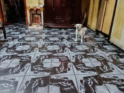 Cần tiền bán gấp nhà hoài thanh  p14, q8  dt: 83m2  4.3x 2om  2t, 5pn chỉ 7 tỷ đường trước nhà rộng 0