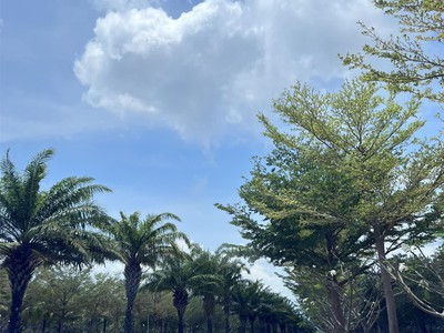 Cam thành bắc hướng đầm thủy triều có thổ cư- giá chỉ 1,3 tỷ- cơ hội đầu tư sinh lời tốt 4