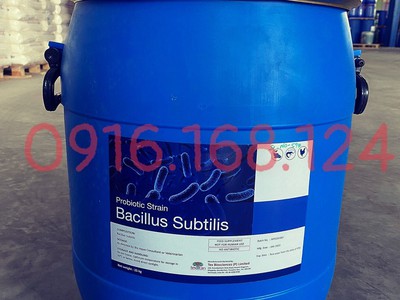 BACILLUS SUBTILIS - vi sinh dùng cho thuỷ sản, thú y 0