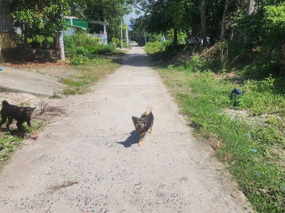 Bán 197m2 đất thổ cư tân an, thị xã lagi giá siêu rẻ 850 triệu sổ riêng 4