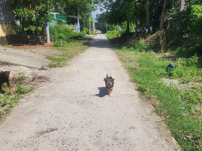 Bán 197m2 đất thổ cư tân an, thị xã lagi giá siêu rẻ 850 triệu sổ riêng 2