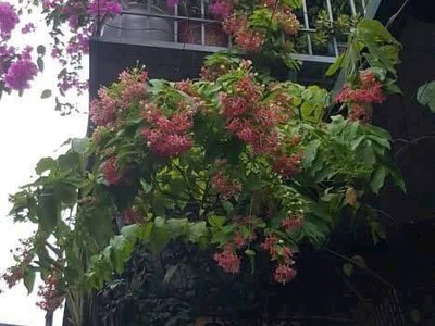 Sát vành đai 2.5 cách ô tôt 20 m nhà đẹp 4 tầng 33 mét giá chỉ nhỉnh 2 tỷ định công 1