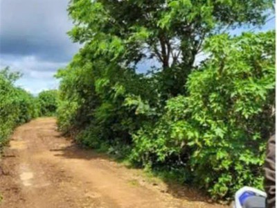 Hạ giá từ 2.6 tỷ xuống bán 1 tỷ 850 triệu - 2 sào đất vườn tổ 32 liên nghĩa-đức trọng -lâm đồng 2