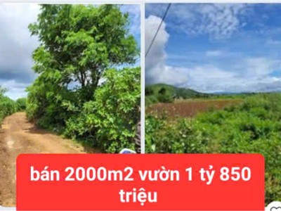 Hạ giá từ 2.6 tỷ xuống bán 1 tỷ 850 triệu - 2 sào đất vườn tổ 32 liên nghĩa-đức trọng -lâm đồng 0