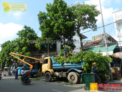 Dịch vụ cắt tỉa cây xanh, chặt cành cây ở Đồng Nai, HCM 0