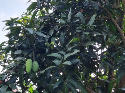 Cho thuê nhà riêng tại số 1/187 đường Bùi Thị Từ Nhiên, đông Hải 1,giá tốt 6