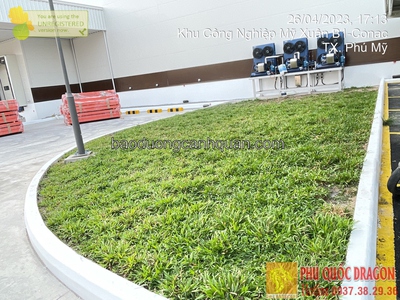 Trồng cỏ sân vườn, cỏ gừng ở HCM, Đồng Nai, Long An 0