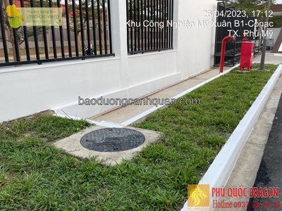 Trồng cỏ sân vườn, cỏ gừng ở HCM, Đồng Nai, Long An 1