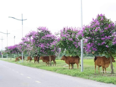 Bán nhanh lô đất vị trí đẹp tđc bắc hạ, quang tiến, sóc sơn, hà nội 2
