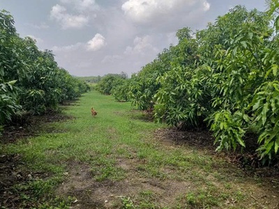 Chính chủ cần bán lô đất tại phú lý, huyện vĩnh cửu, tỉnh đồng nai. 4