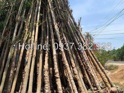 Cung cấp cây xanh cây công trình SLL ở HCM, Đồng Nai 0