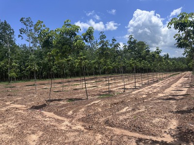 Bán 23.000m2 đất 3 mặt tiền đường đất xã minh hòa, dầu tiếng, bình dương 3