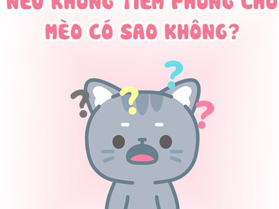 Tiêm phòng cho mèo: Có phải là điều bắt buộc hay không 0