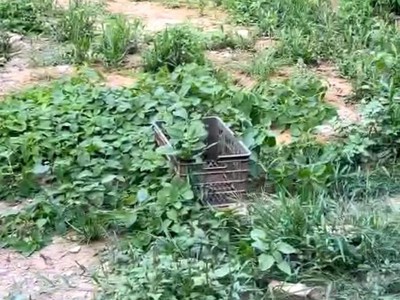 Sở hữu ngay đất đẹp - giá tốt - vị trí đắc địa tại thôn đồng lư, xã đồng quang, huyện quốc oai, 2