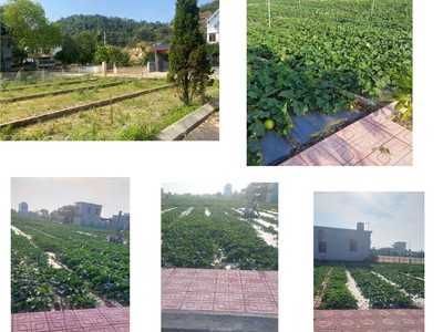 Đất nền chính chủ - đất biển lạc quần, quất lâm, nam định - lô j1 full thổ cư 2