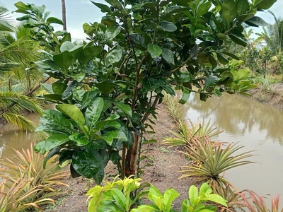 3500m2 đất vườn xã Hòa Khánh Tây, Đức Hòa giá 3,8 tỷ 3