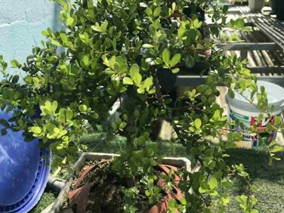 Cần bán nhanh cây Hải Châu đẹp 2