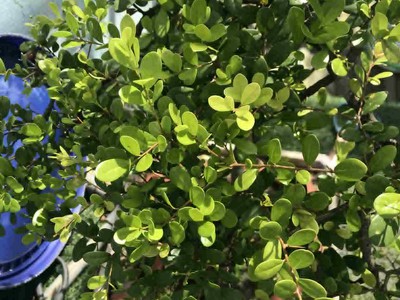 Cần bán nhanh cây Hải Châu đẹp 1