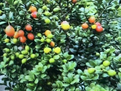 Cần bán nhanh cây Hải Châu đẹp 0