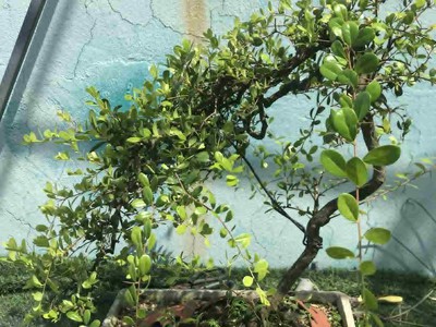 Cần bán nhanh cây Hải Châu đẹp 3