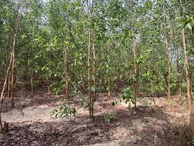 Bán 2.1 hecta đất sơn mỹ, hàm tân giá ngộp 1.6 tỷ/ hecta sổ hồng riêng 2