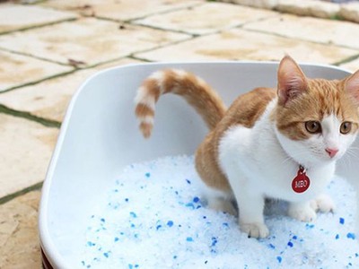 Cát Mèo Silica Secco   Giải Pháp Vệ Sinh Tuyệt Vời Cho Boss Nhà Bạn 0