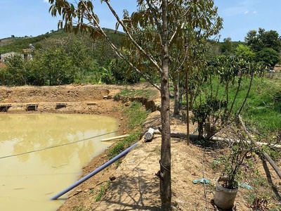 Bán đất ao tại đinh công tráng, lộc châu, bảo lộc, lâm đồng 1