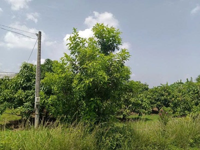 Chính chủ mình cần bán lô đất phú lý, vĩnh cửu, đồng nai. 1