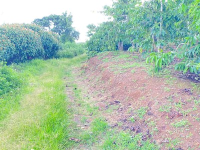 1ha đất thiện chí, ninh gia đức trọng, Lâm Đồng 5