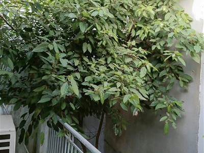 Bán nhà dương quảng hàm, gò vấp   110m  đất   nhà 2 tầng btct   giá chỉ 10.5 tỷ 3