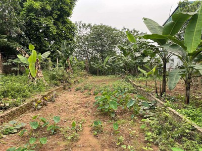 Bán nhanh lô đất 350m2, mt25m full thổ cư, ngọc thụy long biên, view sông 23 tỷ 1