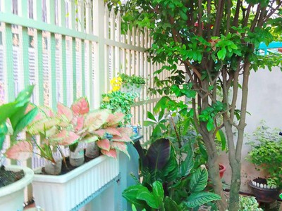 Hot, cần tiền bán rất gấp nhà, bình đức  p15, q8  dt: 75m2  6x 13m  2pn, 2wc, chỉ 3.8 tỷ 1