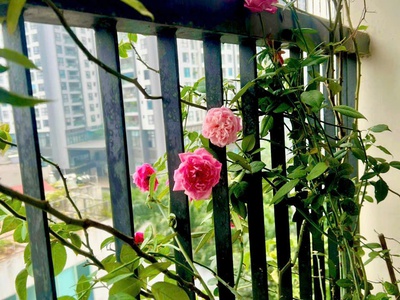 Bán gấp căn hộ dòng tiền đang vận hành triều khúc 61m, 9 tầng, mặt tiền 6.5m, 14.5 tỷ hoàng mai. 1